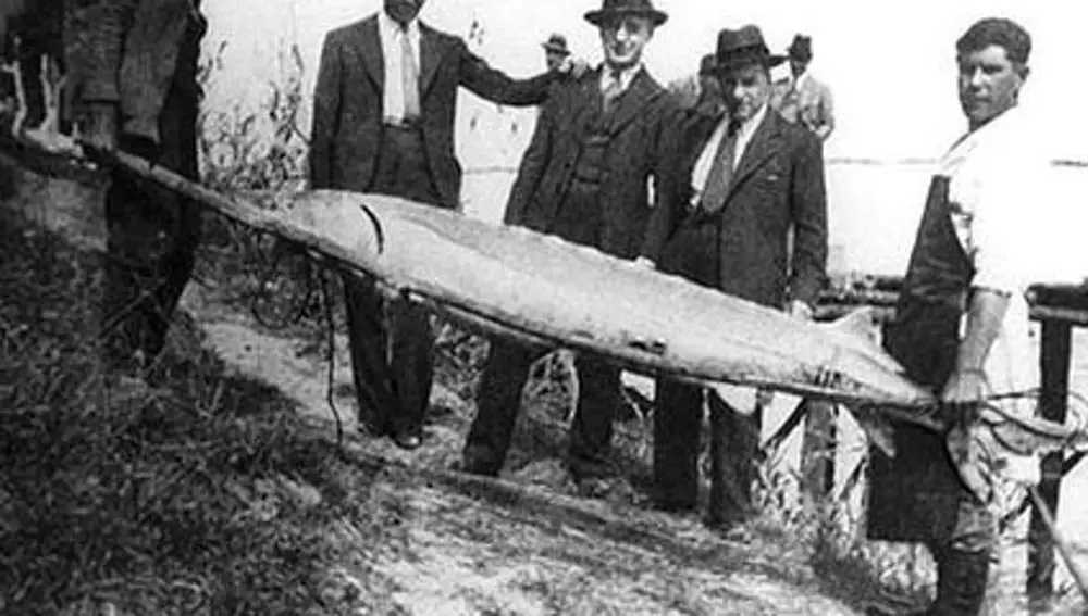 Uno de los esturiones pescados en Coria del Río