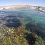 Un arrecife de Posidonia muy cerca del Cabo de Gata