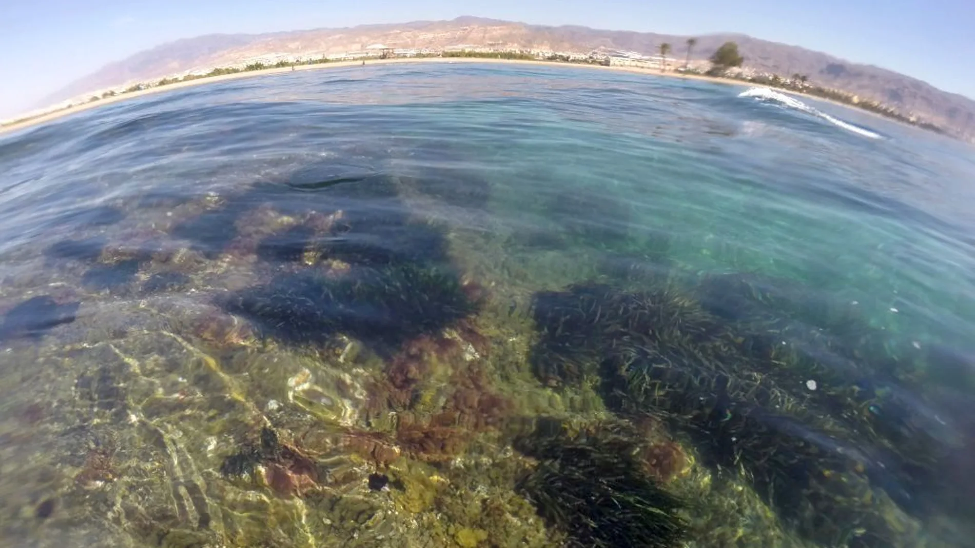 Un arrecife de Posidonia muy cerca del Cabo de Gata