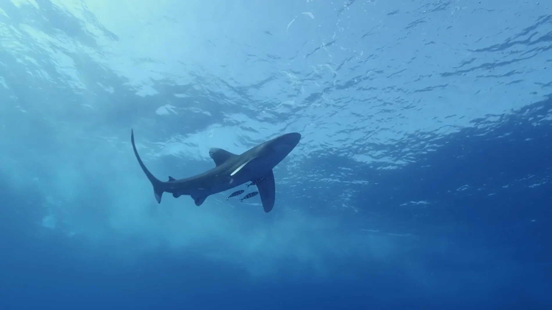 Tiburones en costas españolas