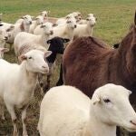 Los burros guardianes