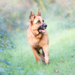 Imagen de un perro, que a partir de septiembre tendrá que estar asegurado