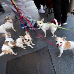 Varios perros chihuahuas de paseo