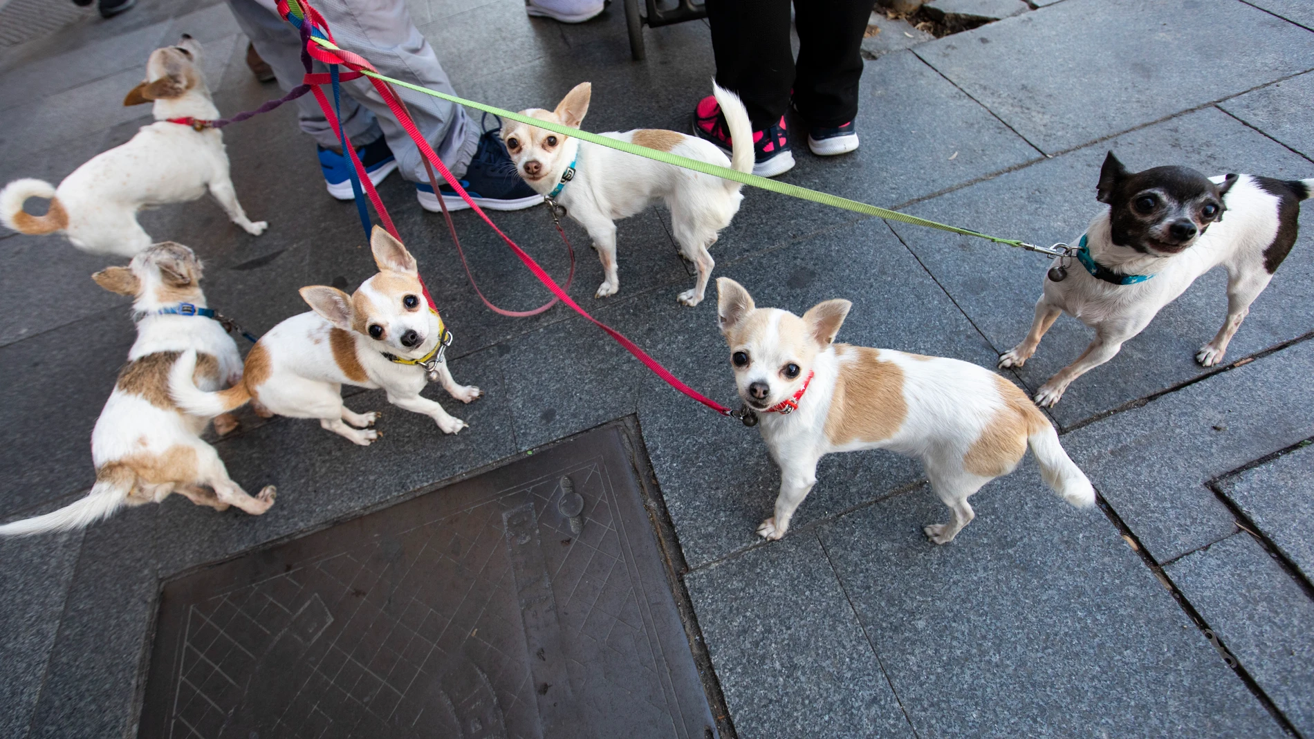 Varios perros chihuahuas de paseo
