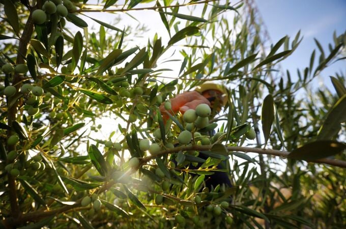 Vista de un olivar en la provincia de Córdoba.  Vista de un olivar en la provincia de Córdoba.