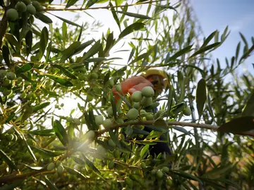 Vista de un olivar en la provincia de Córdoba. Vista de un olivar en la provincia de Córdoba.