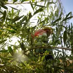 Vista de un olivar en la provincia de Córdoba.