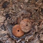 Encuentran un tesoro de ámbar del Mar Báltico en el ajuar funerario de una tumba romana en Carmona
