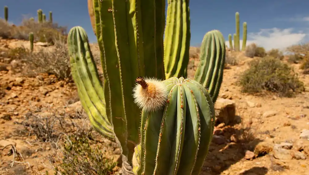 El Corredor Turístico es la vía que une Cabo San Lucas con San José del Cabo