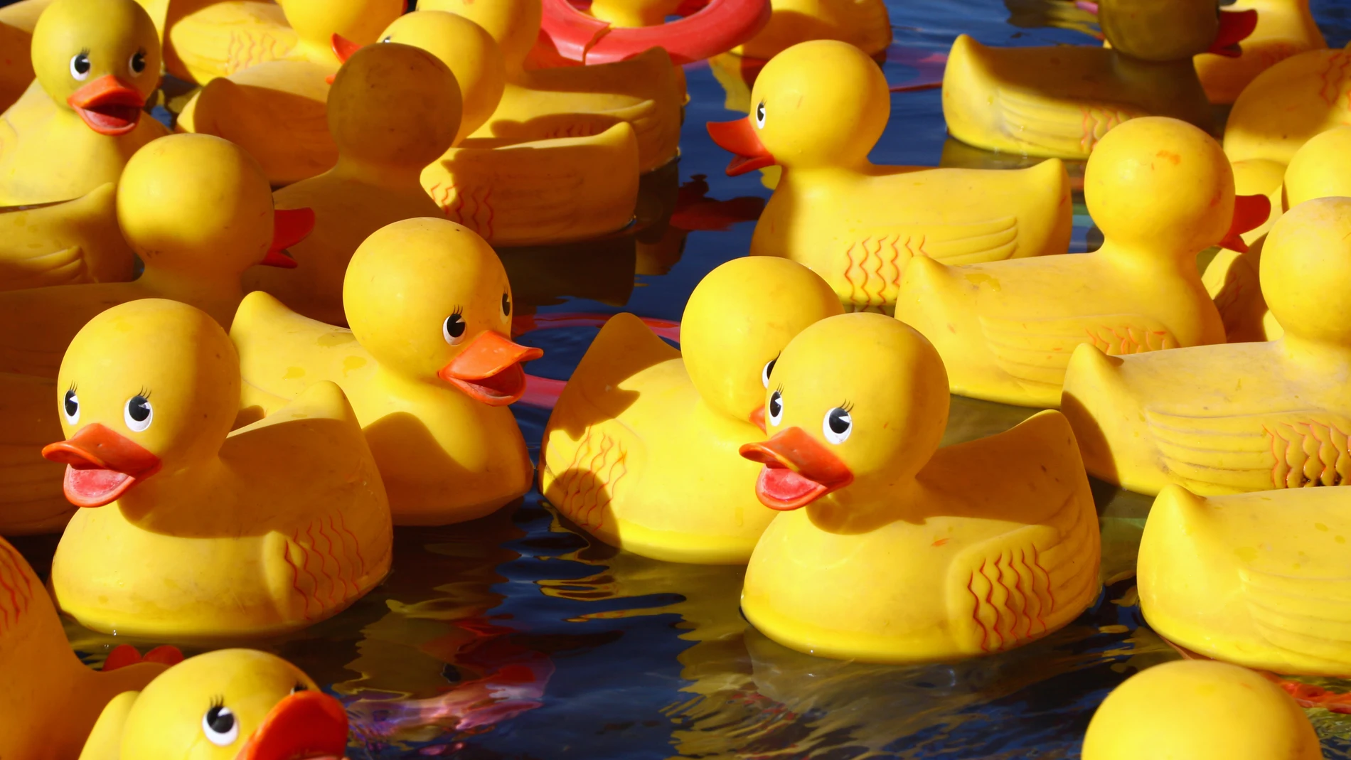Imagen de archivo de patos de goma