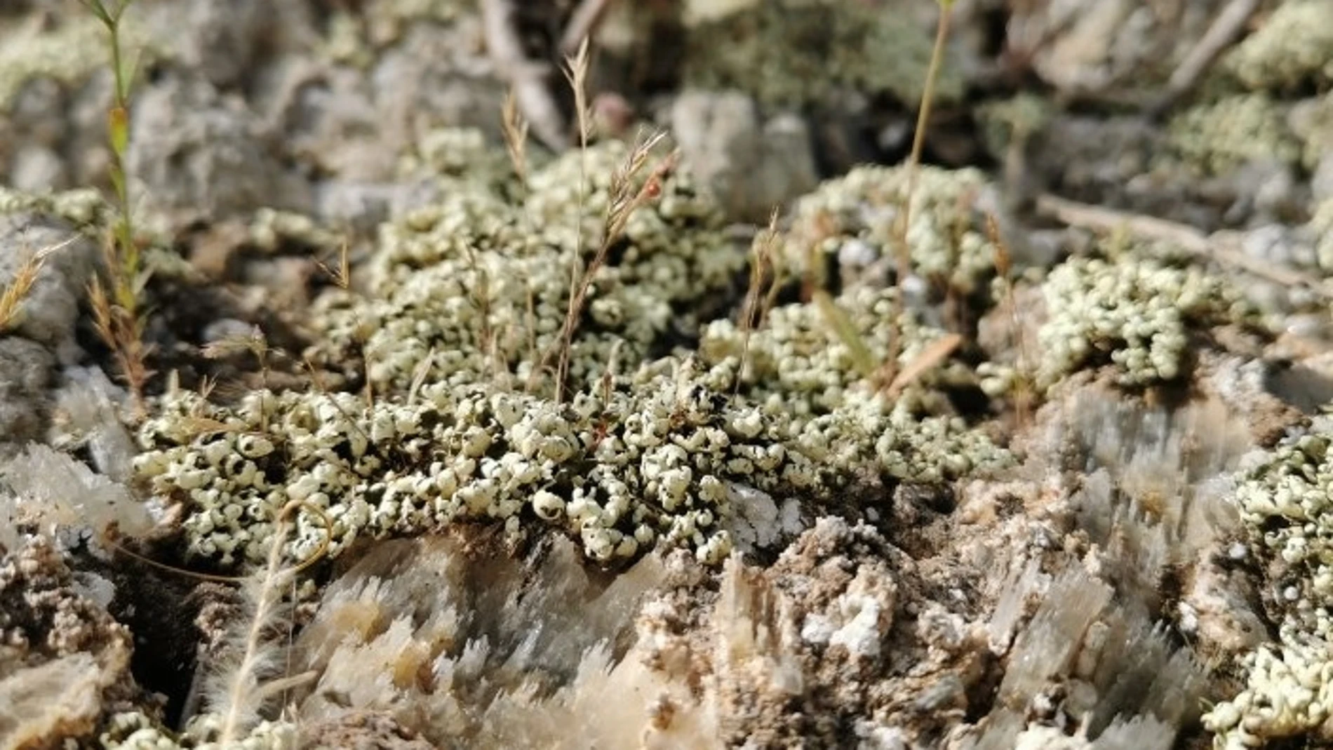 Biocostras en el Desierto de Tabernas, Almería CSIC (Foto de ARCHIVO) 21/06/2021