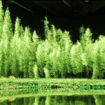 Para la exposición Cao Yuxi ha grabado en El Retiro y el Real Jardín Botánico