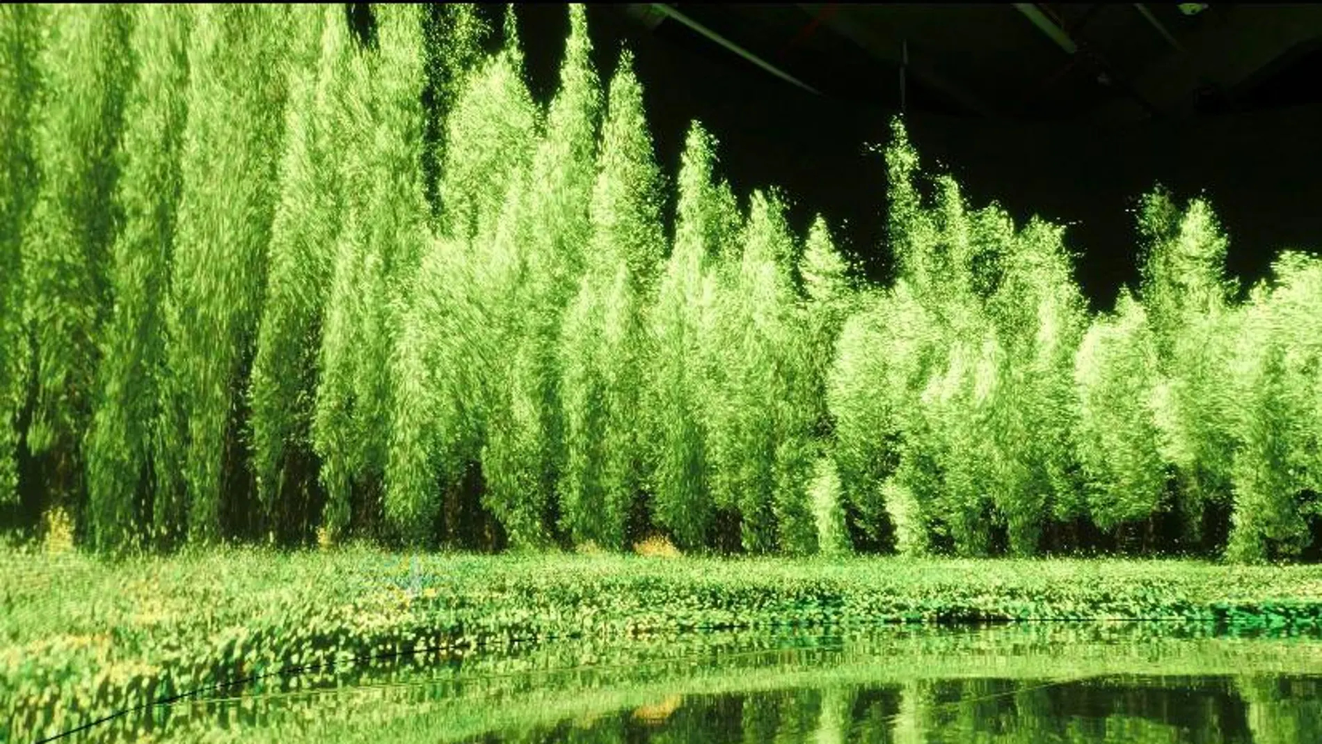 Para la exposición Cao Yuxi ha grabado en El Retiro y el Real Jardín Botánico