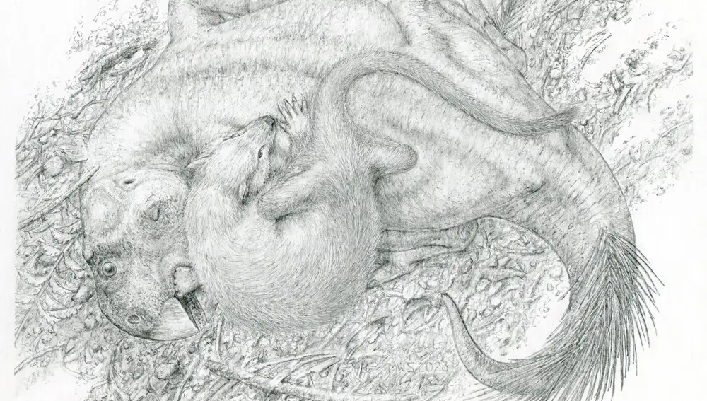 Reconstrucción del fósil que muestra a Psittacosaurus (dinosaurio) siendo atacado por Repenomamus (mamífero), hace 125 millones de años.