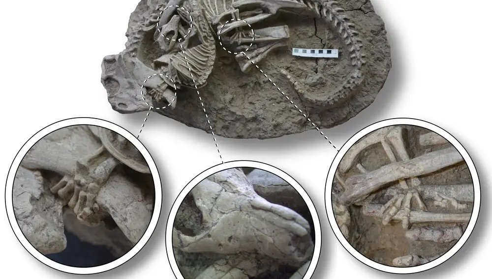 Fósil que muestra los esqueletos enredados de Psittacosaurus (dinosaurio) y Repenomamus (mamífero), con secciones ampliadas que muestran al mamífero mordiendo las costillas del dinosaurio y agarrando a su presa. La barra de escala es igual a 10 cm.