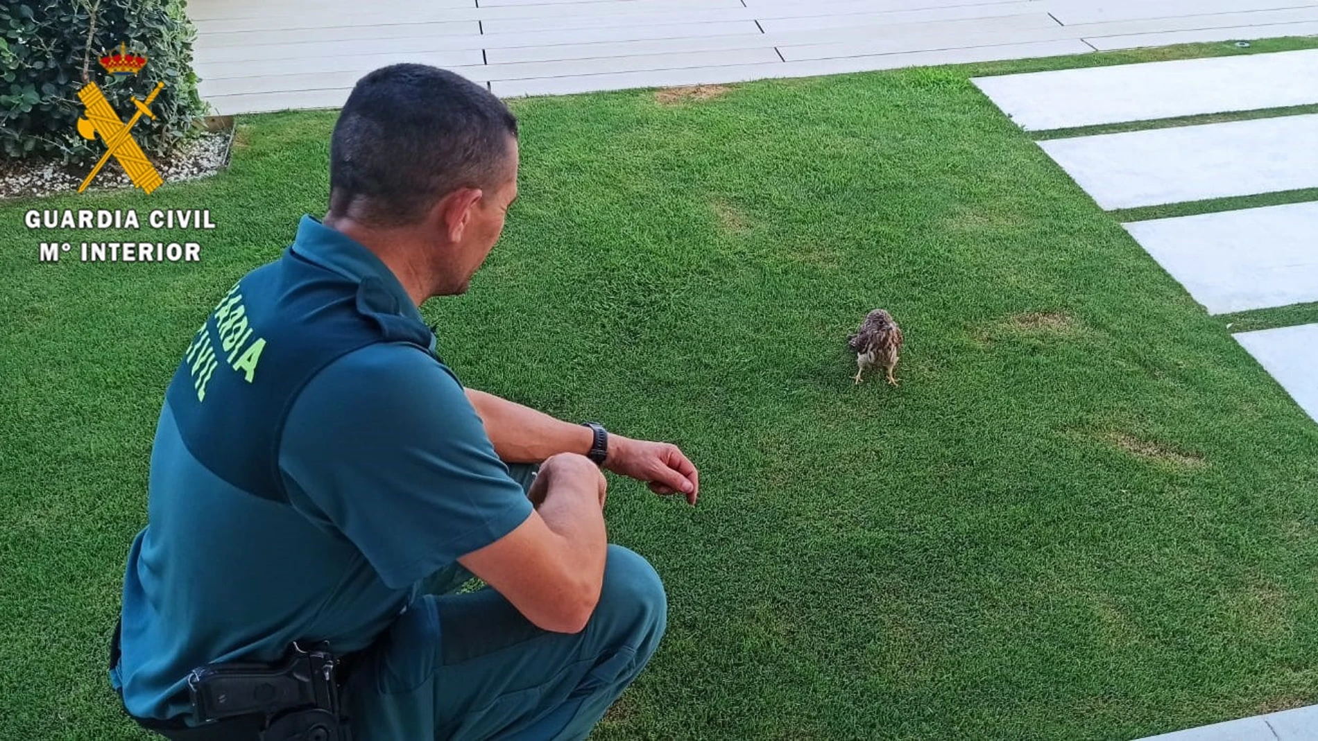 La Guardia Civil rescata un cernícalo atrapado en la chimenea de una vivienda en BenahavísGUARDIA CIVIL18/07/2023