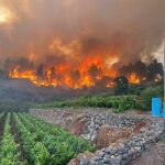 Miles de cultivos de viña perdidos por las llamas en La Palma