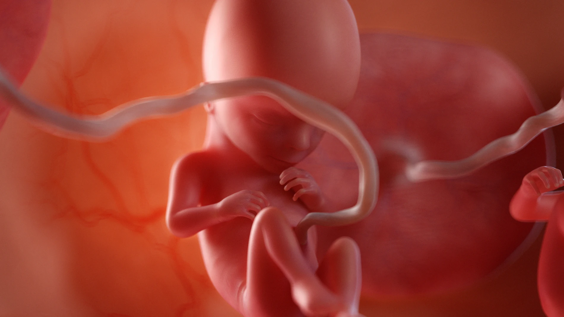 Feto con placenta