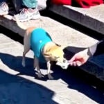 Músico callejero y su perro: Una unión conmovedora para la solidaridad