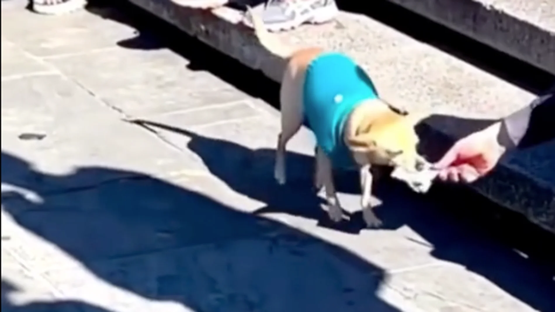 Músico callejero y su perro: Una unión conmovedora para la solidaridad
