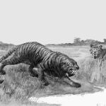Ilustración de un tigre de Dientes de Sable 