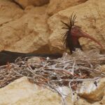 El Ibis Eremita ha sido objeto de un ambicioso proyecto de reintroducción