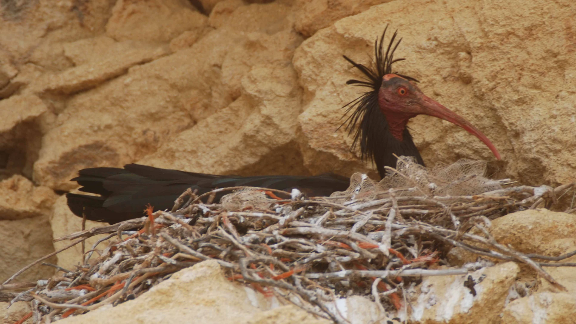El Ibis Eremita ha sido objeto de un ambicioso proyecto de reintroducción