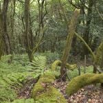 Naturaleza sana