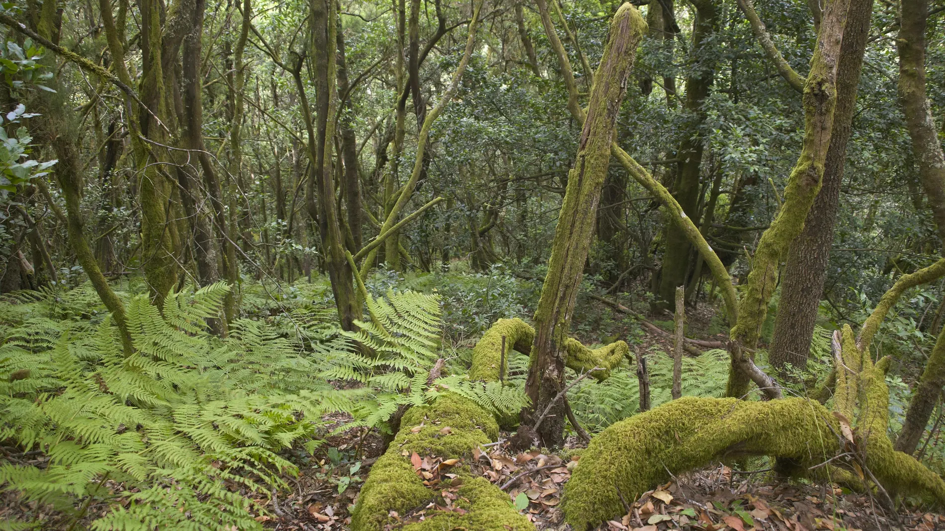 Naturaleza sana