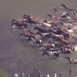 Las espectaculares imágenes de ponis salvajes cruzando a nado un canal en Virginia