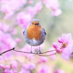 ¿Por qué los pájaros no conocen el sabor picante?