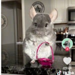 Los mejores vídeos virales de Attenzione Pickpocket que están triunfando en redes Chinchilla bolso fucsia 