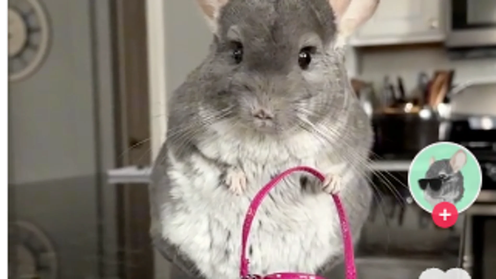 Los mejores vídeos de TikTok de Attenzione Pickpocket que están triunfando en redes Chinchilla bolso fucsia