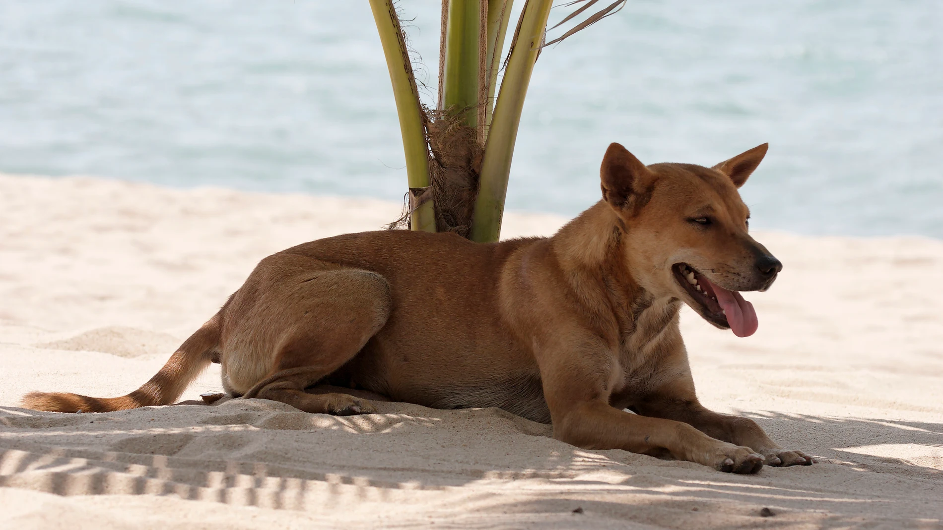 ¿Rapar el pelo a tu perro en verano? Motivos para no hacerlo