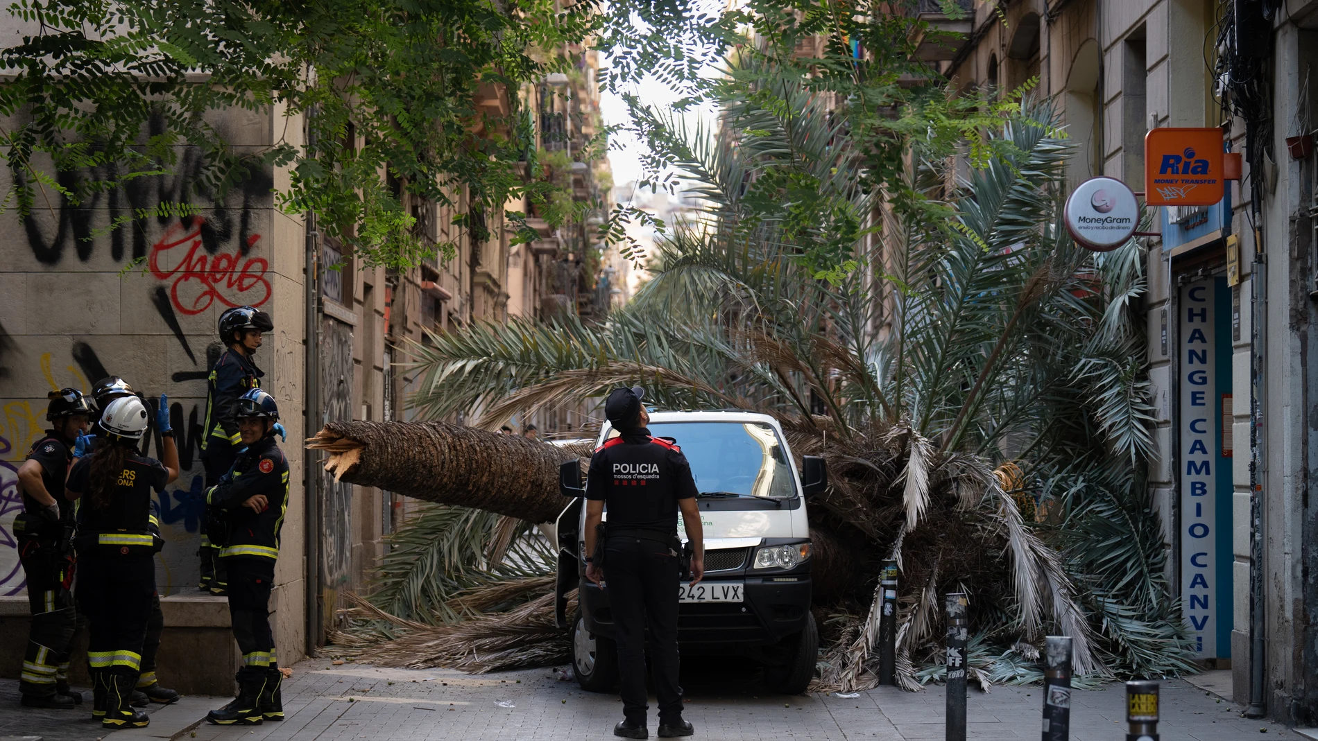 Bomberos y Mossos d'Esquadra acuden al Raval de Barcelona donde ha caído una palmera a una mujer, a 3 de agosto de 2023, en Barcelona, Catalunya (España). Una mujer de 20 años ha muerto hoy al caerle encima una palmera en la calle Joaquim Costa del barrio del Raval de Barcelona, han confirmado fuentes policiales a Europa Press. Tras recibir el aviso, se han desplazado al lugar de los hechos tres dotaciones de Bombers, el Sistema d'Emergències Mèdiques (SEC), la Guardia Urbana y los Mossos d'E...