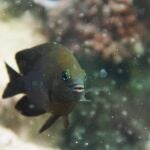 Hallazgo Histórico: Peces de Arrecife Domestican a Camarones para Cultivar Algas