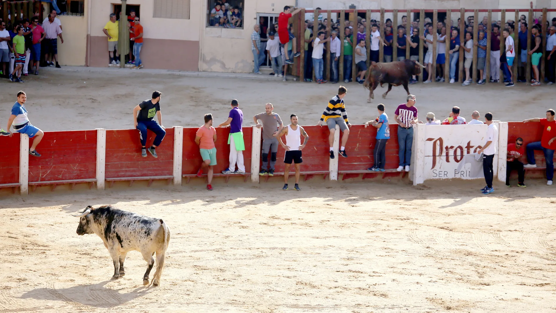 Tradicional capea en la Plaza del Coso de Peñafiel con un toro por dentro y otro por fuera del ruedo