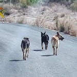 Los tres perros, cruce de pastor alemán, excavaron bajo la valla de una finca ganadera, mataron 25 ovejas, hirieron a otras e hicieron huir a más de 30 