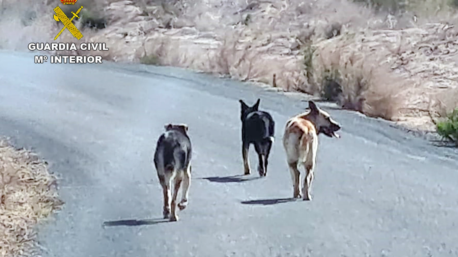 Los tres perros, cruce de pastor alemán, excavaron bajo la valla de una finca ganadera, mataron 25 ovejas, hirieron a otras e hicieron huir a más de 30