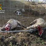 Investigan a dos personas por el abandono de varios perros que causaron la muerte de más de una veintena de ovejas