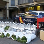Detenido con 460 plantas de marihuana indoor en una nave del polígono industrial de Peñasolana (Salamanca)
