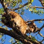 Un lince capturado en buen estado en el árbol de una vivienda de Úbeda (Jaén) el pasado 18 de agosto