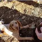 Recogida de trufas por perros especializados
