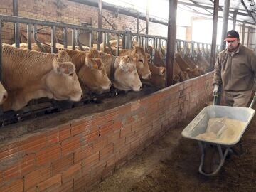 Explotaci&oacute;n bovina en la provincia de Burgos dirigida por un joven ganadero