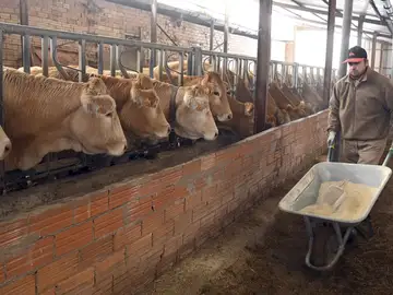 Explotación bovina en la provincia de Burgos dirigida por un joven ganadero Explotación bovina en la provincia de Burgos dirigida por un joven ganadero