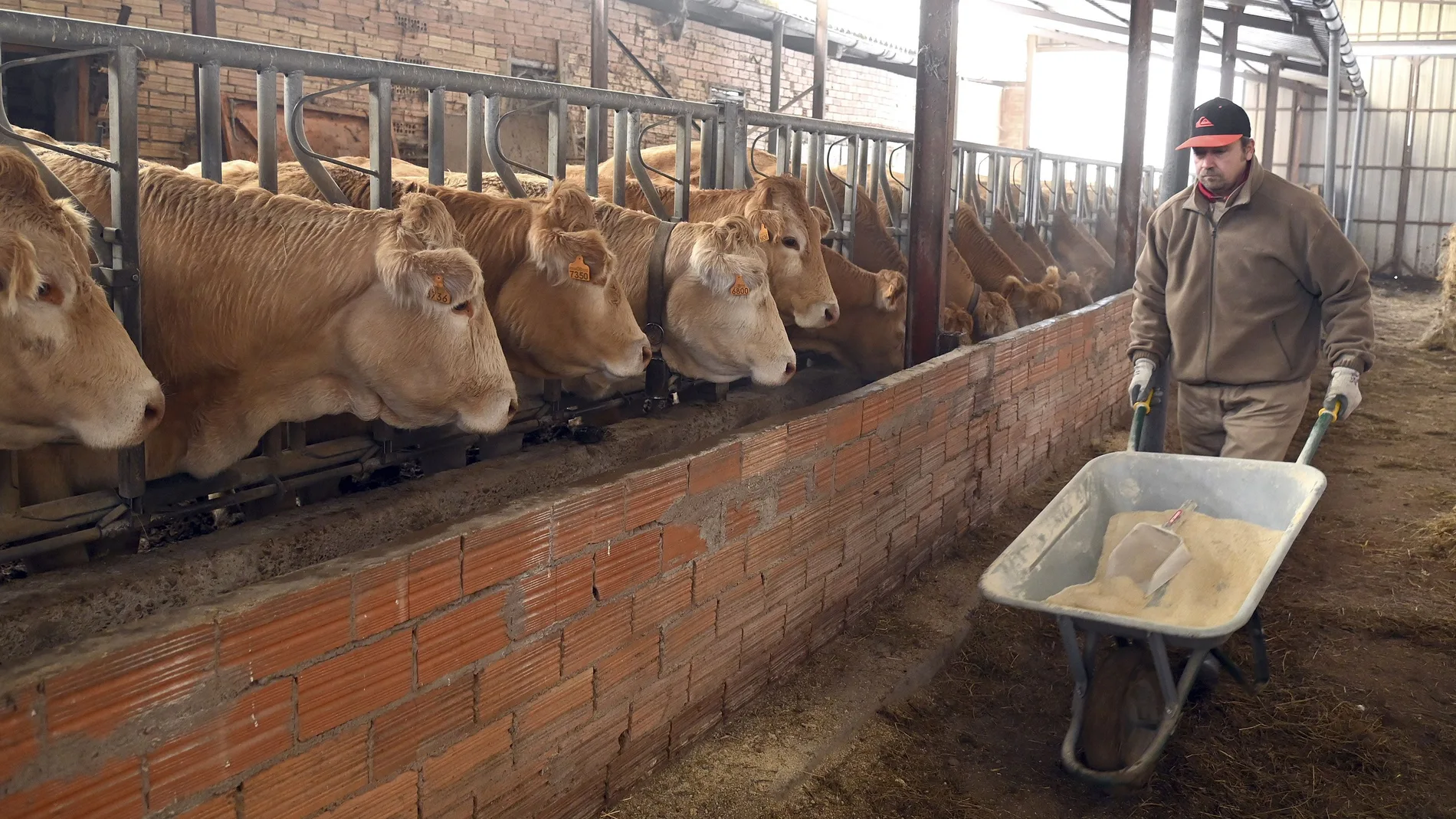 Explotación bovina en la provincia de Burgos dirigida por un joven ganadero