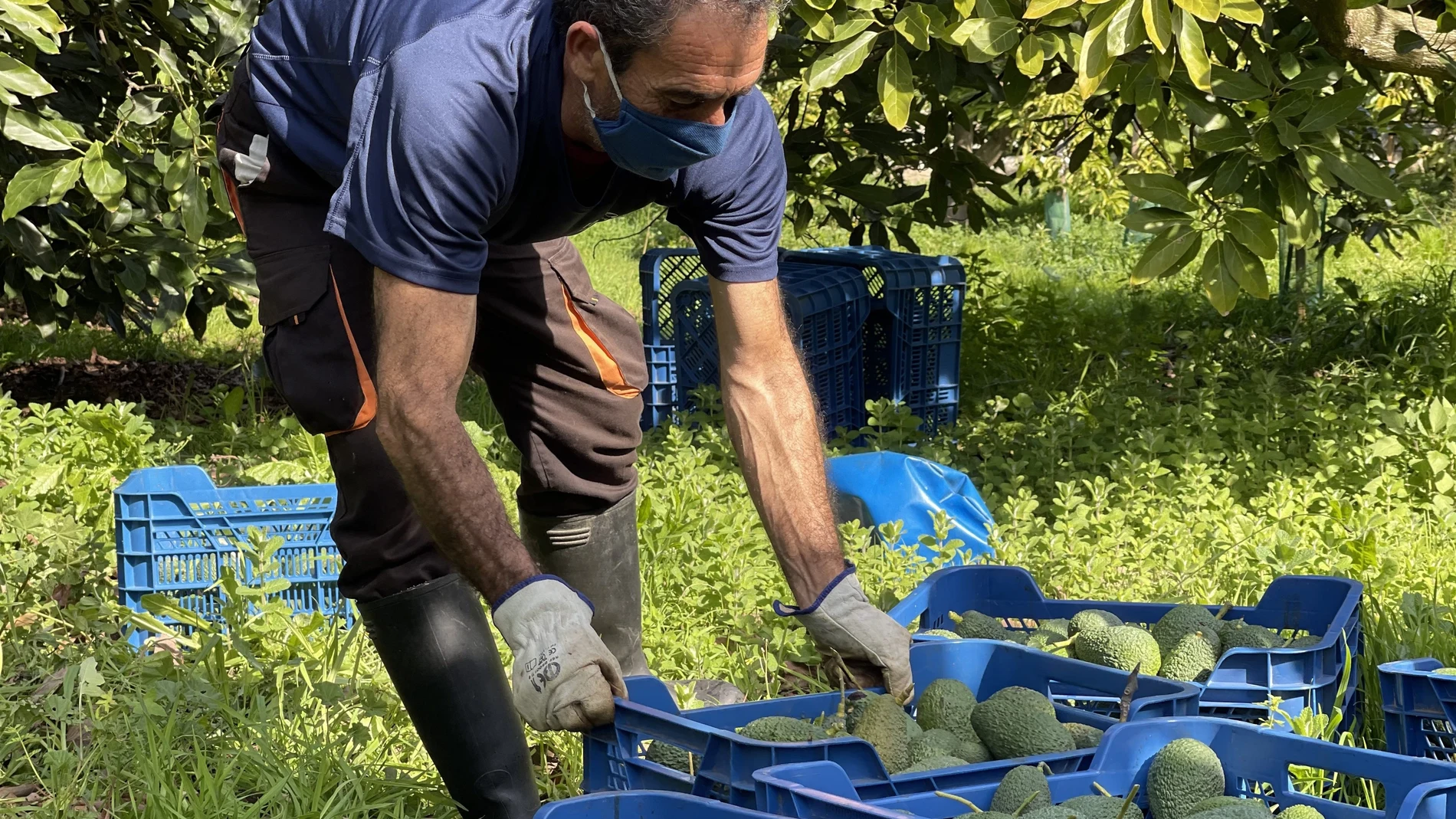 Un agricultor trabaja en una finca ecológica de aguacates