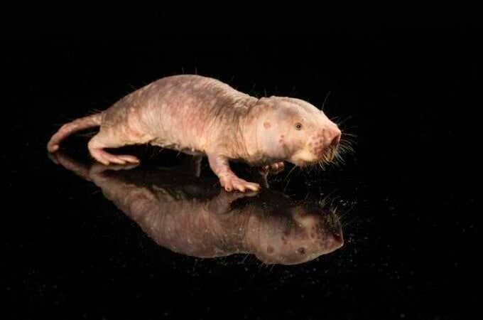 Transfieren con éxito un gen de longevidad de ratas topo desnudas a ratones, lo que mejoró su salud y prolongó su vida