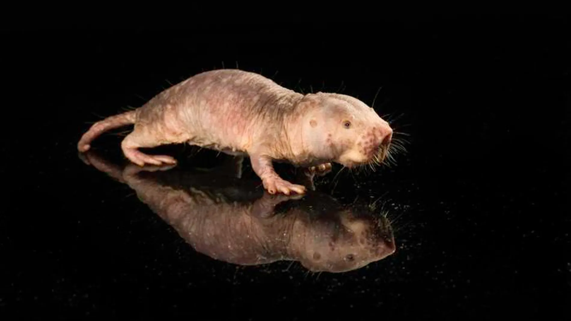 Rata topo desnuda longevidad