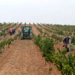Viñedos de la bodega Laderas de Valverde